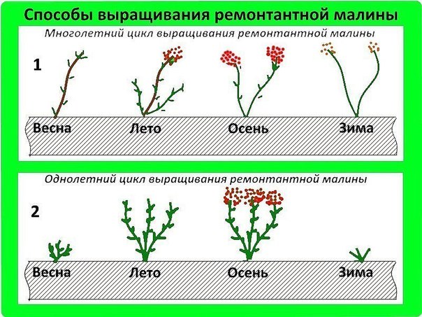 Легкий способ выращивания ремонтантной малины