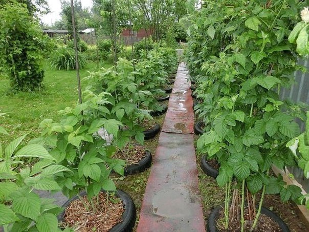 Легкий способ выращивания ремонтантной малины