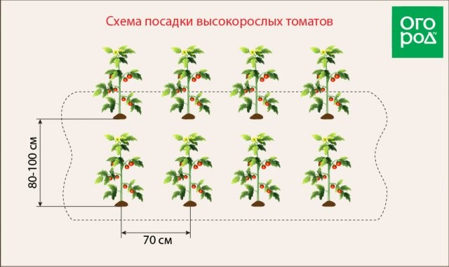 На каком расстоянии сажать помидоры в теплице и открытом грунте - схемы