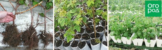 Посадка саженцев малины весной: важные советы новичкам