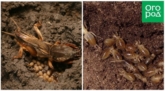 5 почвенных вредителей, которые лишают вас урожая картофеля и корнеплодов