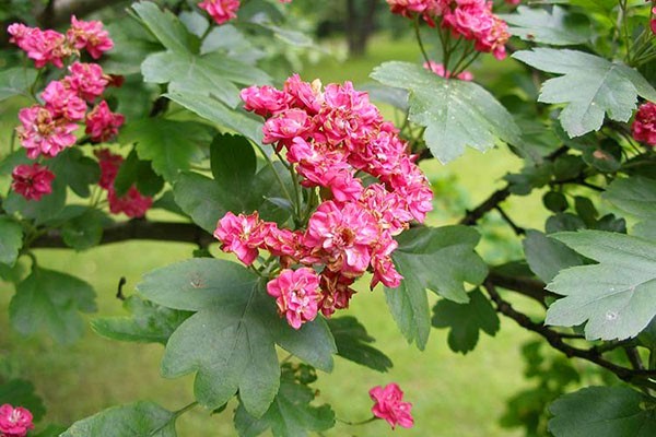 Самые неприхотливые и красивые декоративные кустарники для дачи и сада