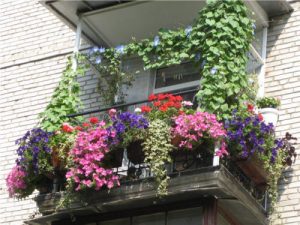 Какие цветы посадить на балконе, чтобы цвели все лето?