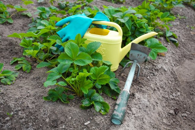 Чем можно обработать сад от болезней и вредителей ранней весной