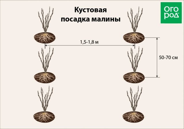 Посадка саженцев малины весной: важные советы новичкам