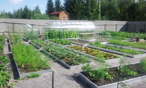 Как сделать грядки на огороде без досок?