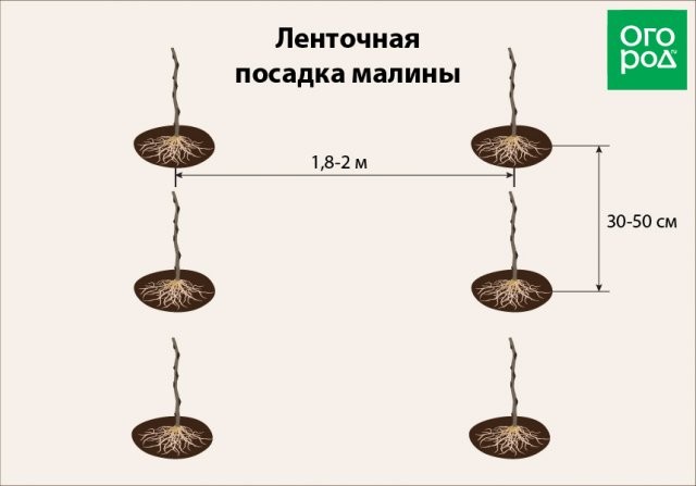 Посадка саженцев малины весной: важные советы новичкам