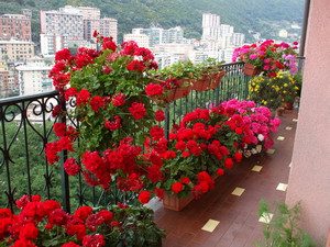 Какие цветы посадить на балконе, чтобы цвели все лето?