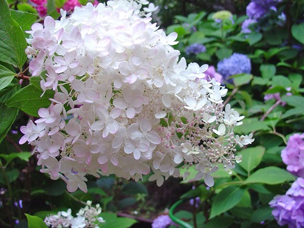 Самые неприхотливые и красивые декоративные кустарники для дачи и сада