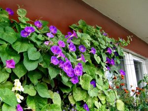 Какие цветы посадить на балконе, чтобы цвели все лето?