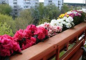 Какие цветы посадить на балконе, чтобы цвели все лето?
