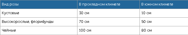 Правила ухода за розами весной