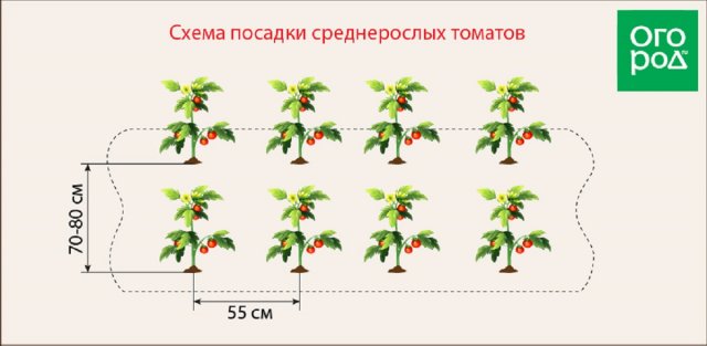На каком расстоянии сажать помидоры в теплице и открытом грунте