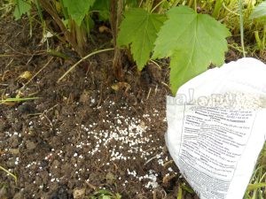 Подкормка кустов смородины