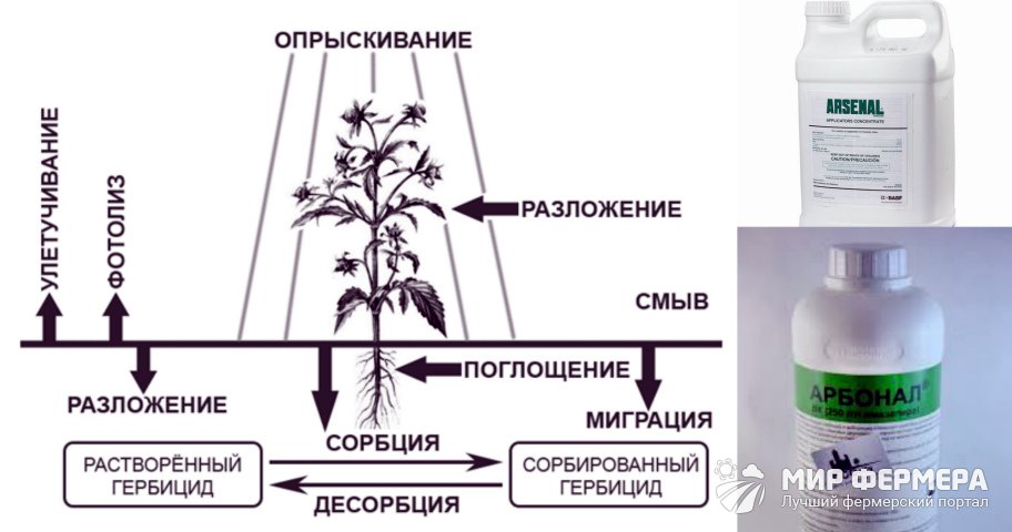Чем полить дерево, чтобы оно быстро засохло?