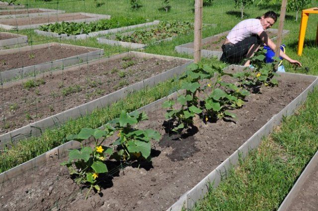 Чем подкормить огурцы в грунте, чтобы увеличить урожай в 2 раза