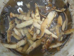 Подкормка кустов смородины