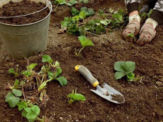 Чем подкормить клубнику для хорошего урожая – советы специалистов