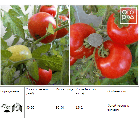 12 скороспелых сортов томатов, которые можно сеять в мае