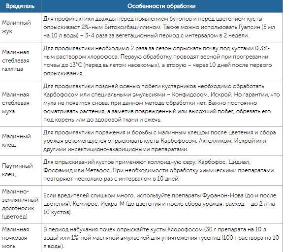 Чем обработать малину от болезней и вредителей