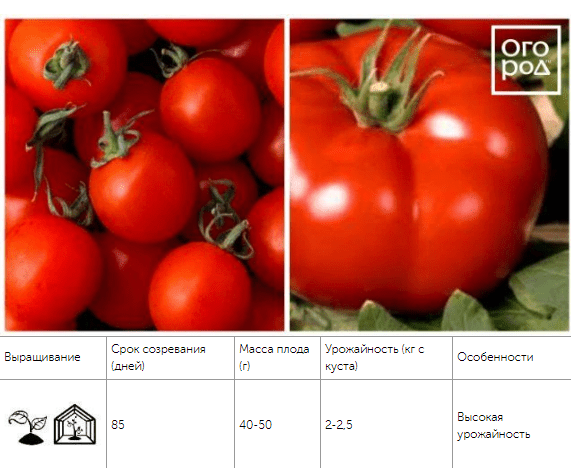 12 скороспелых сортов томатов, которые можно сеять в мае