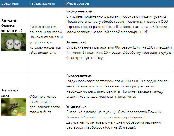 Все огородные вредители в таблицах с описанием, фото и мерами борьбы