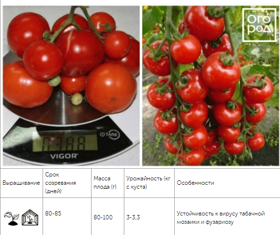 12 скороспелых сортов томатов, которые можно сеять в мае