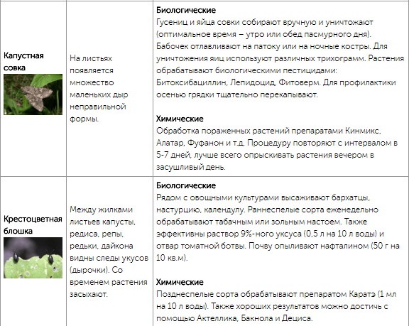 Все огородные вредители в таблицах с описанием, фото и мерами борьбы