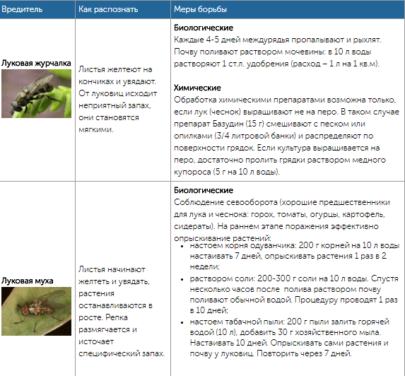 Все огородные вредители в таблицах с описанием, фото и мерами борьбы