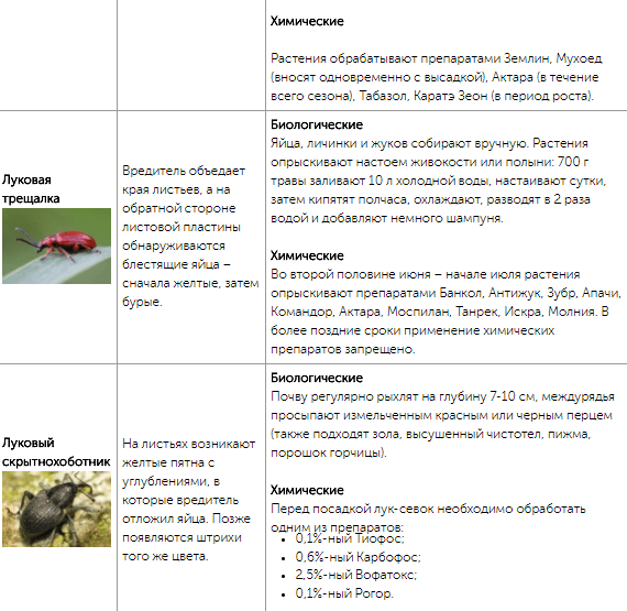 Все огородные вредители в таблицах с описанием, фото и мерами борьбы