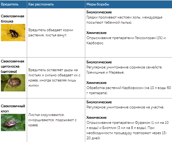 Все огородные вредители в таблицах с описанием, фото и мерами борьбы