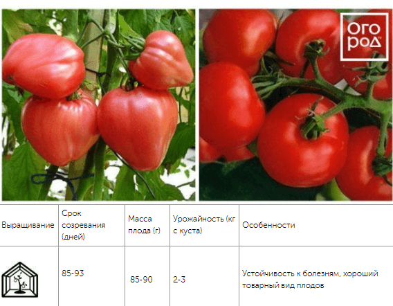 12 скороспелых сортов томатов, которые можно сеять в мае