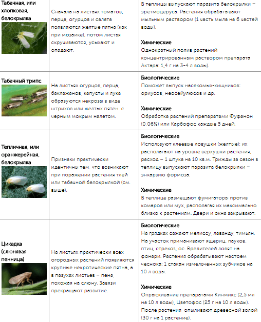 Все огородные вредители в таблицах с описанием, фото и мерами борьбы