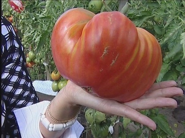 Самая лучшая подкормка для помидоров