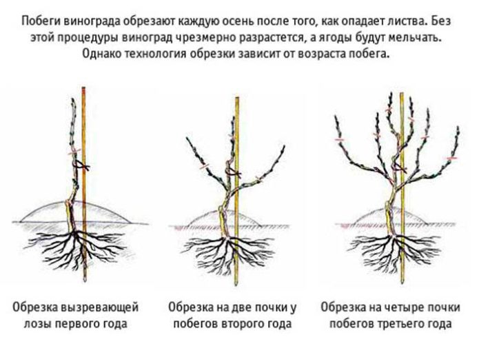 Обрезка винограда осенью: инструкции со схемами и картинками для начинающих