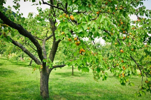 Какие садовые растения нельзя сажать рядом?