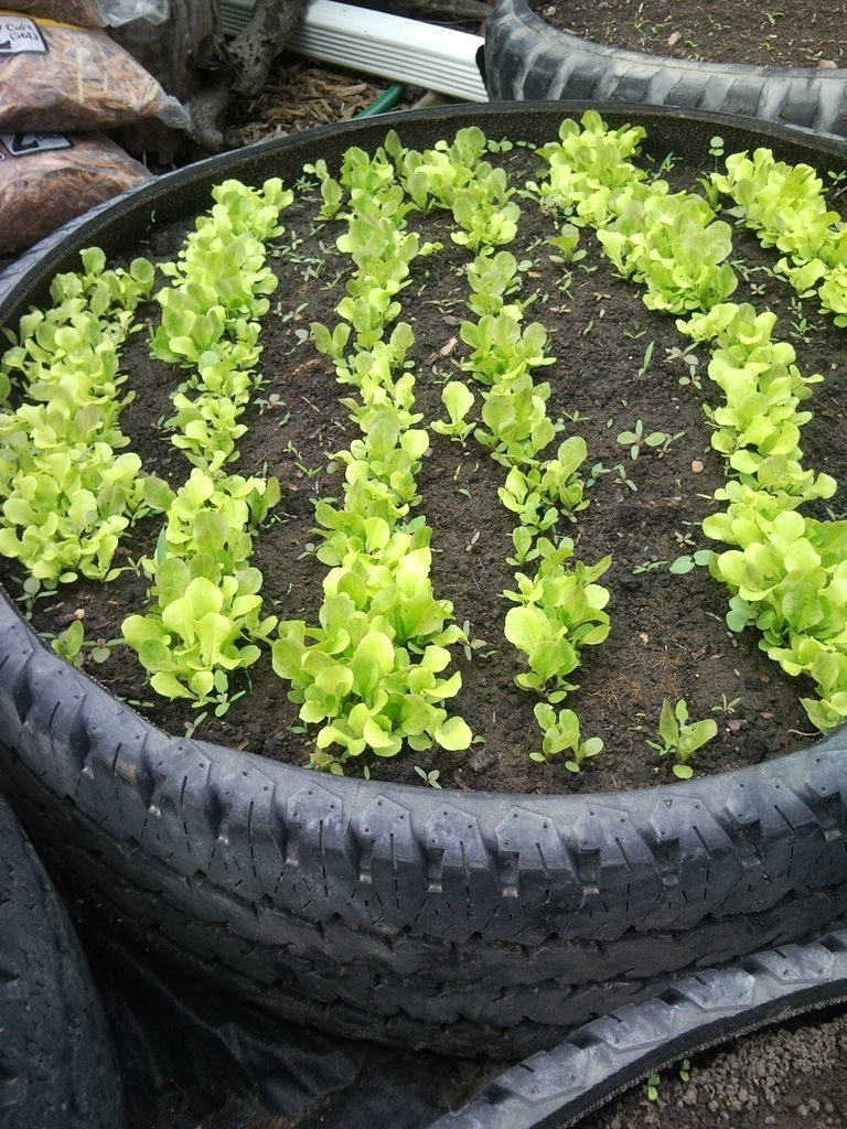 http://prolife.ru.com/wp-content/uploads/2018/06/raisedbed12-768x1024.jpg