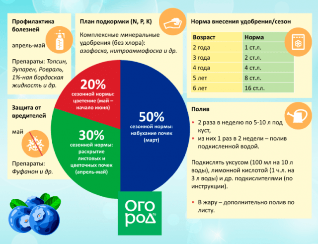 календарь ухода за голубикой