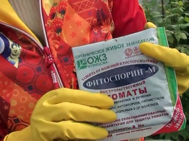 Фитоспорин против фитофторы