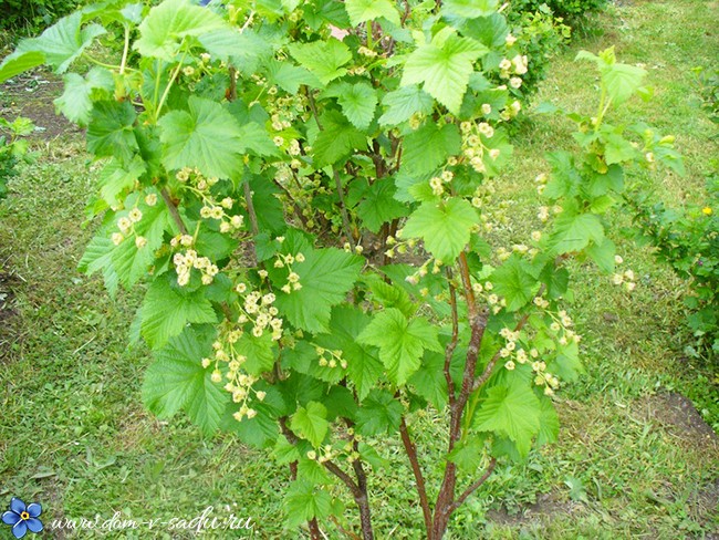 http://www.dom-v-sadu.ru/wp-content/uploads/2017/04/obrabotka-smorodiny-kipyatkom.jpg