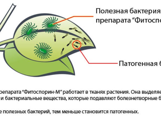 Принцип действия Фитоспорина