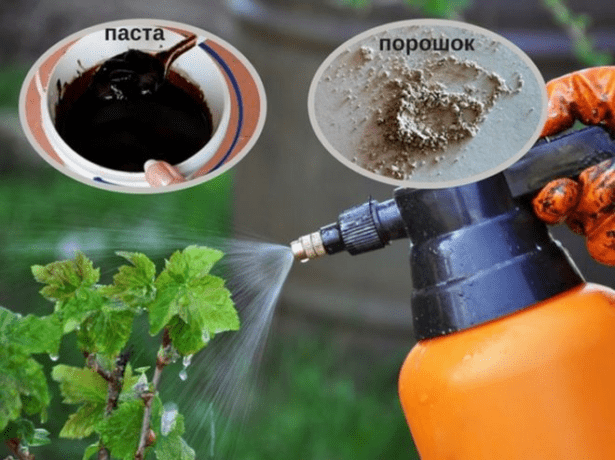 Разные формы Фитоспорина