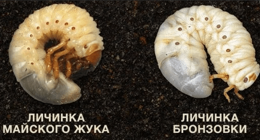 Белые личинки в компосте - это не майский жук, а отличный помощник для огородника