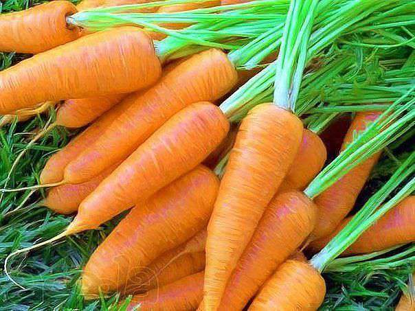 Хитрости посева моркови