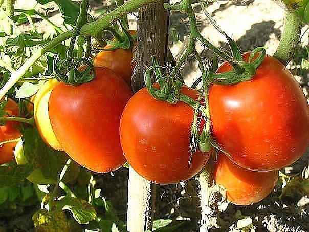 Рекомендации по выращиванию томатов