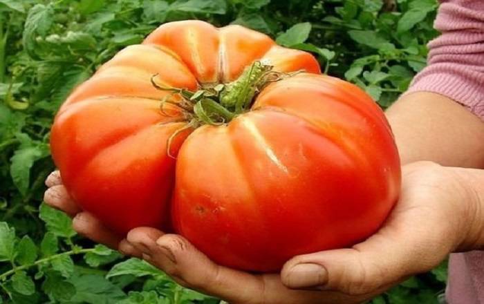 Бальзам для роста томатов