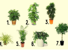 Комнатные растения которые очищают воздух