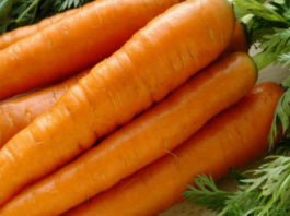 Способ посева моркови