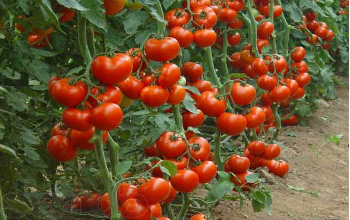 Правила большого урожая помидоров