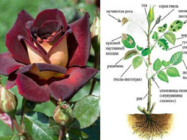 Защита розы от вредителей и болезней